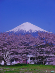 過去画像　桜と富士