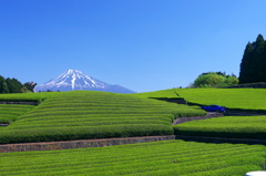 茶畑と冨士山