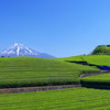 茶畑と冨士山