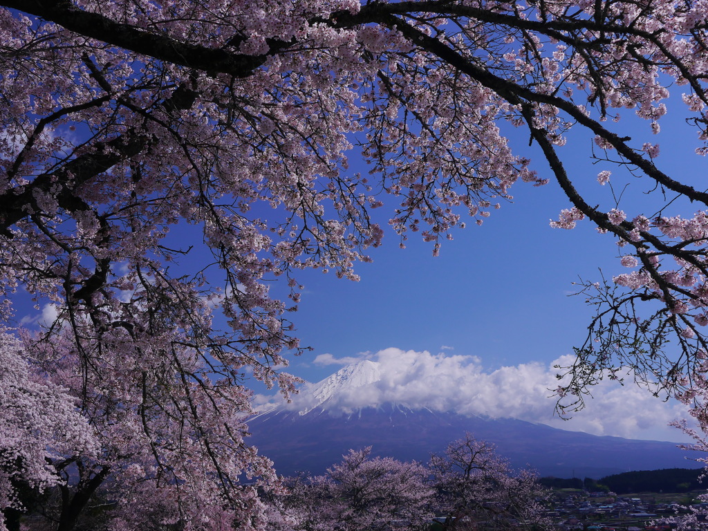 興徳寺の桜