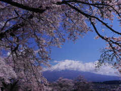 興徳寺の桜