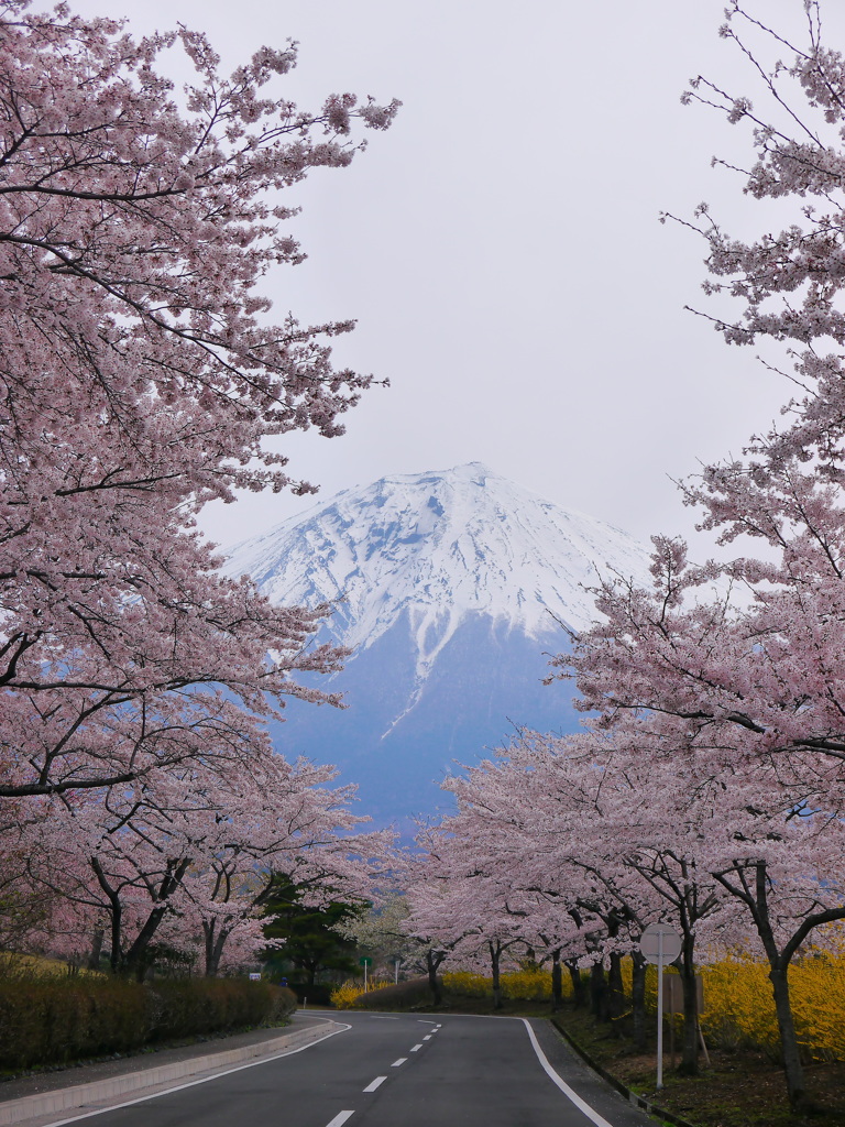 桜と富士山＠富士桜