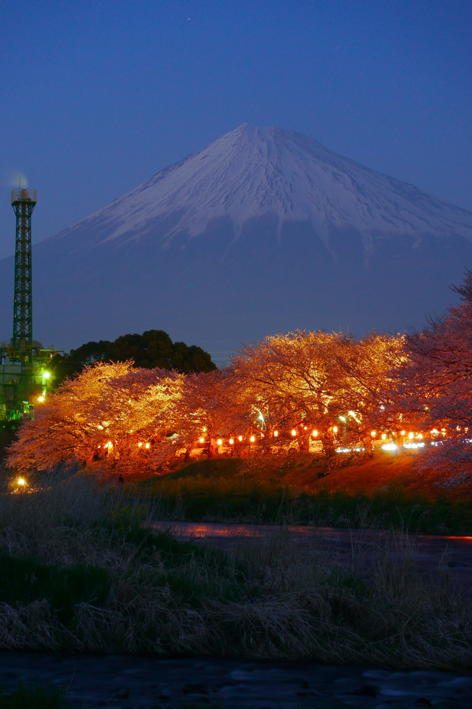 龍巌淵の夜桜