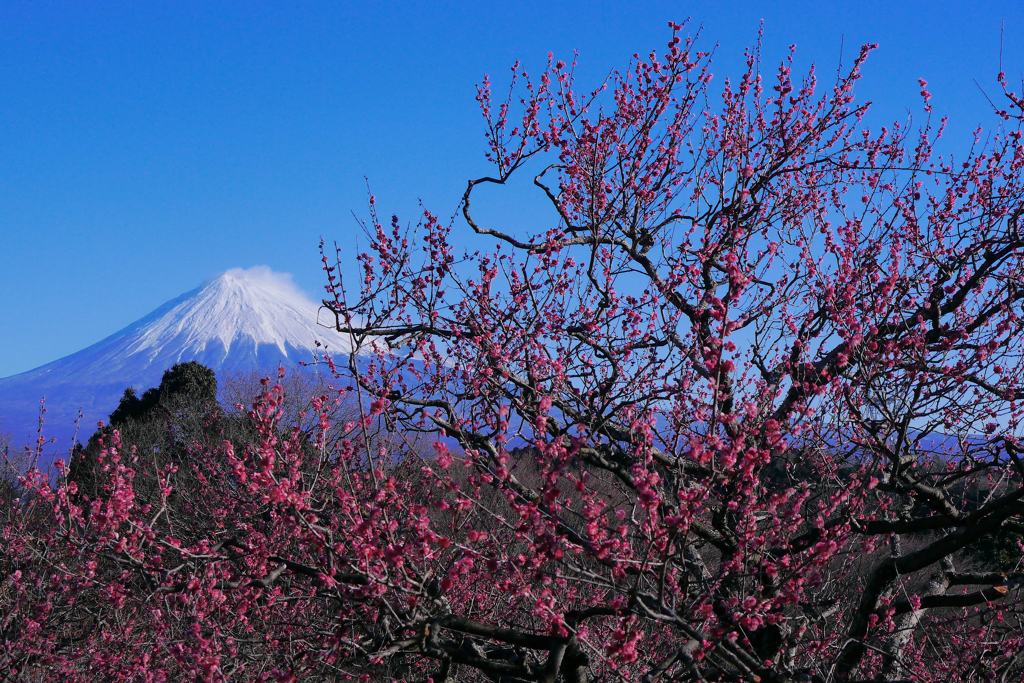 岩本山の梅