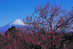 岩本山の梅
