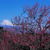 岩本山の梅