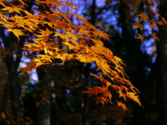 秩父宮記念公園の紅葉