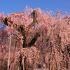 身延山　久遠寺　しだれ桜