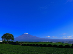 柿と富士山