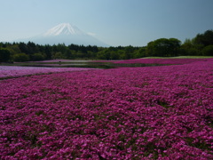 芝桜と富士山