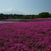 芝桜と富士山