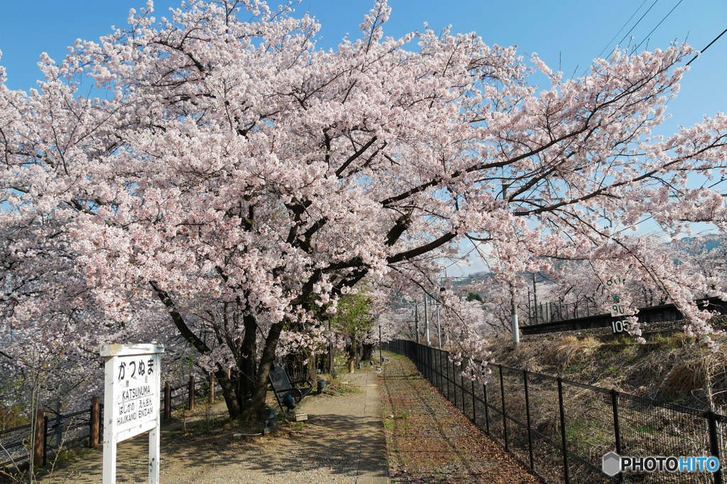 勝沼ぶどう郷駅　桜