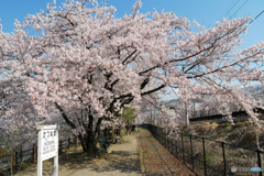 勝沼ぶどう郷駅　桜