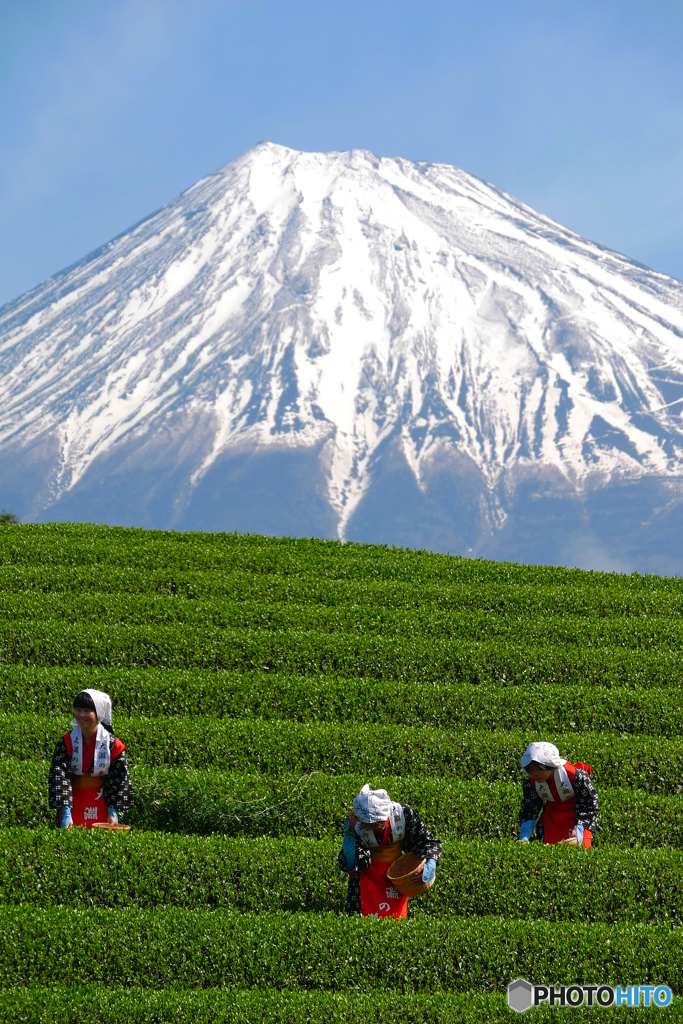 大渕お茶まつり　