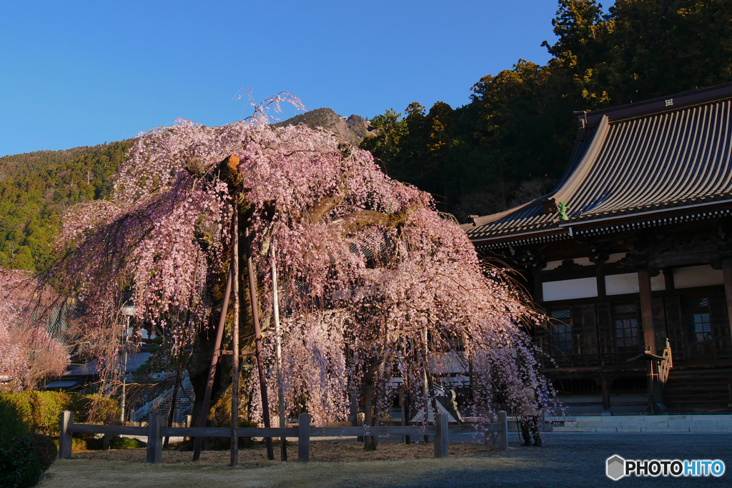 身延山　枝垂れ桜