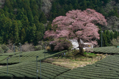 水目の桜