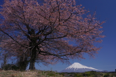 今宮の桜と富士山