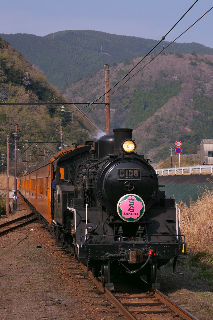 大井川鉄道SL急行さくら号