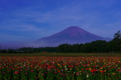 冨士山とコスモス　花の都公園