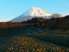 早朝富士山