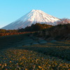 早朝富士山