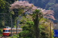 LSEはこねと桜