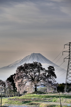 わに塚さくらと富士山
