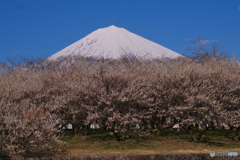 梅と富士山