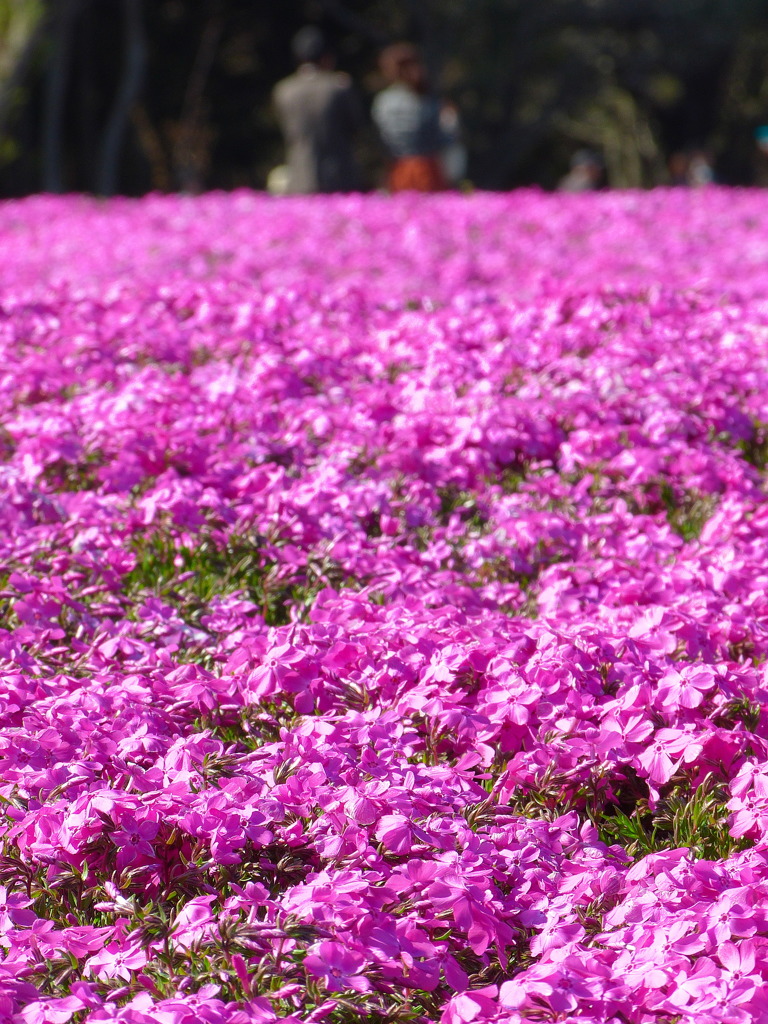 富士芝桜まつり