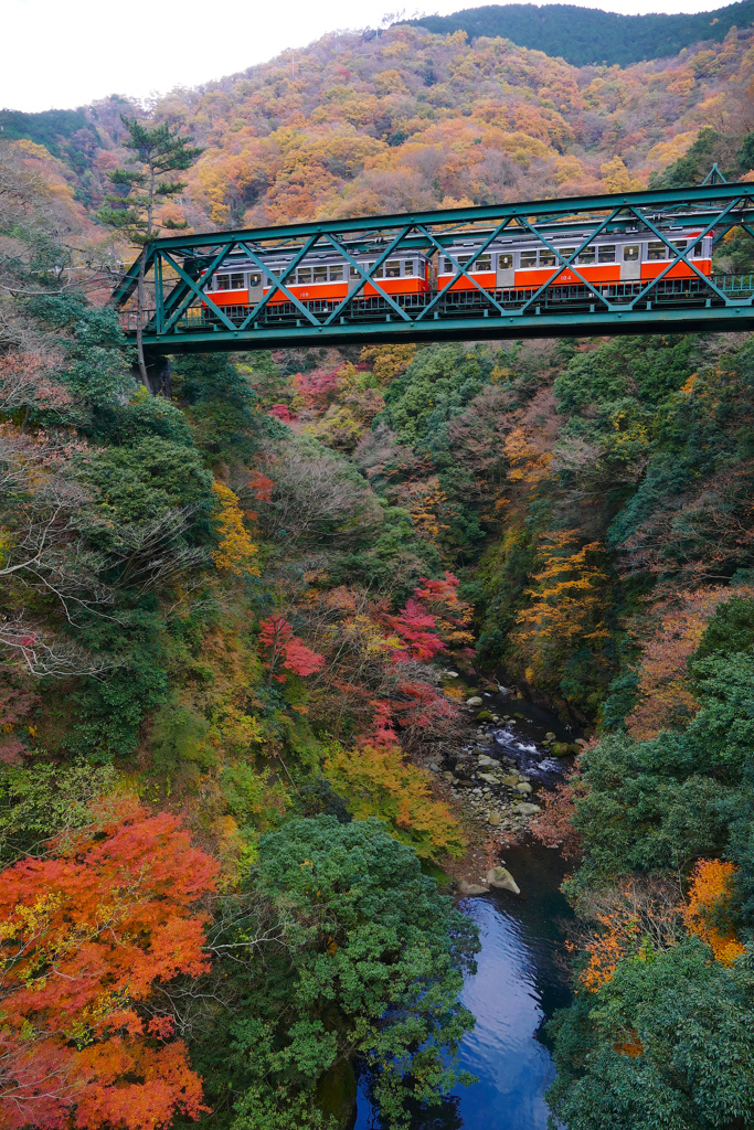 秋の箱根登山鉄道