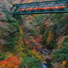 秋の箱根登山鉄道