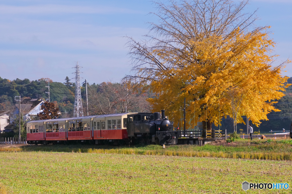 上総久保駅 のイチョウ