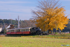 上総久保駅 のイチョウ