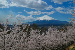 桜と富士山