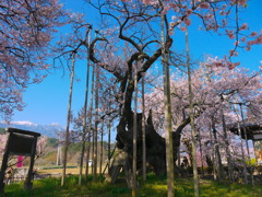 実相寺の神代桜と南アルプス
