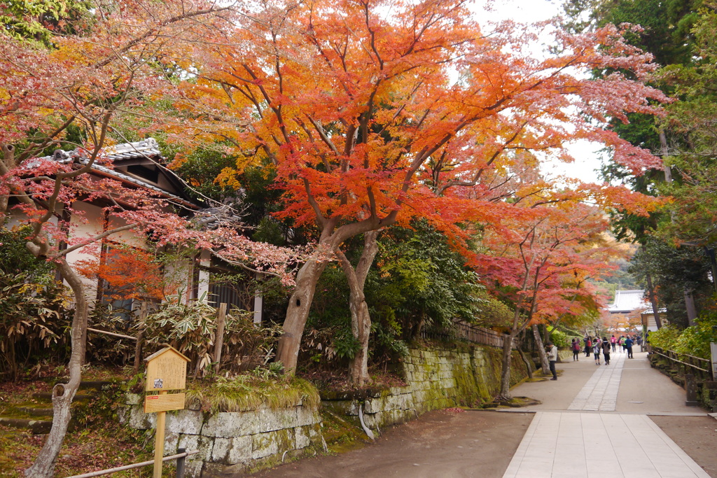 紅葉の円覚寺