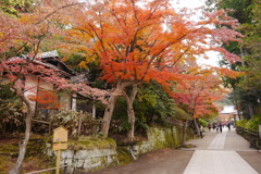 紅葉の円覚寺