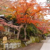 紅葉の円覚寺