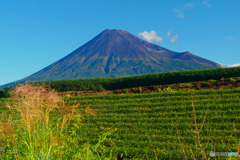 秋の富士山