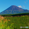 秋の富士山