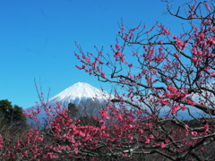 富士山と紅梅＠岩本山