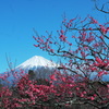 富士山と紅梅＠岩本山