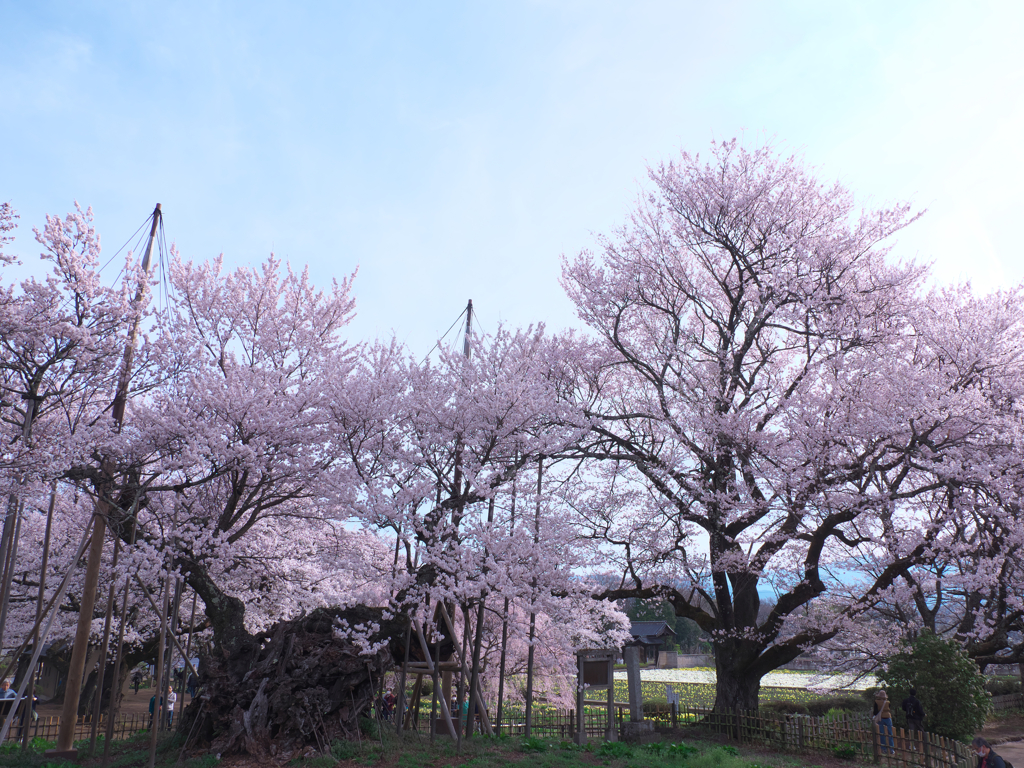 山高神代ザクラ