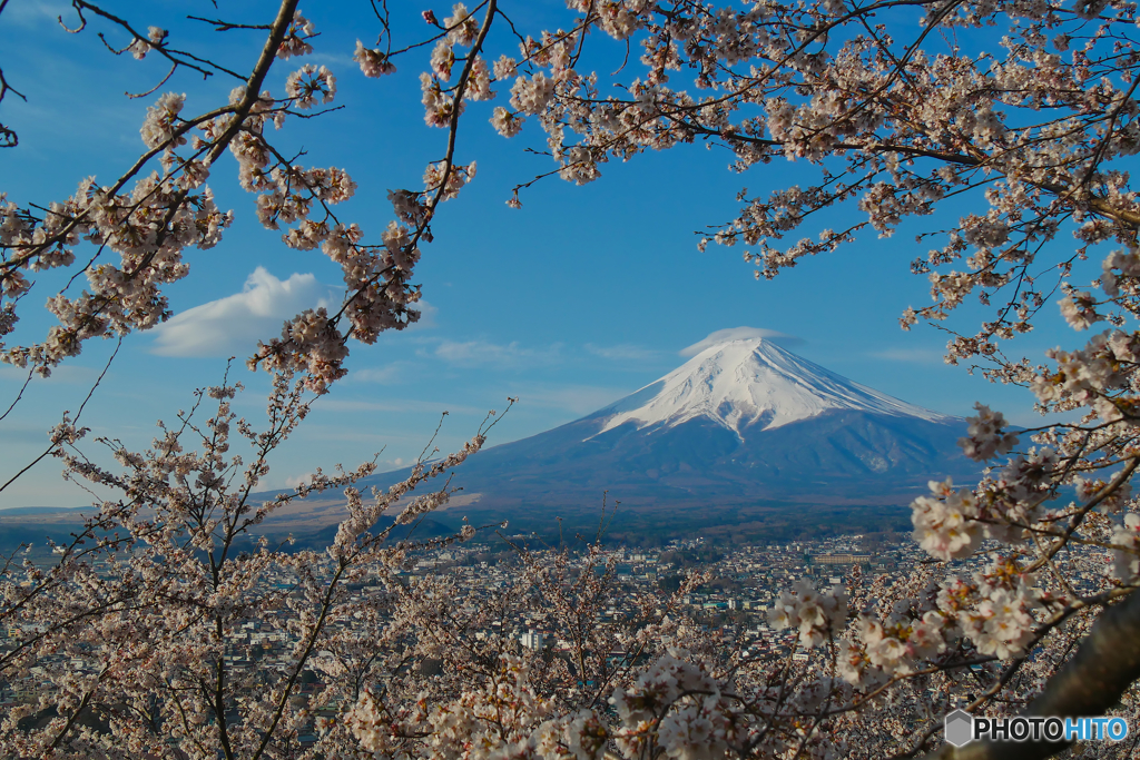 満開の桜に笠富士