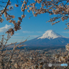 満開の桜に笠富士
