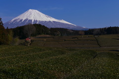 笹葉の富士山