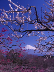 梅と富士山