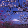 梅と富士山