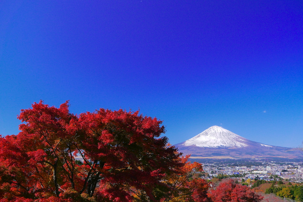 平和公園の紅葉と富士山