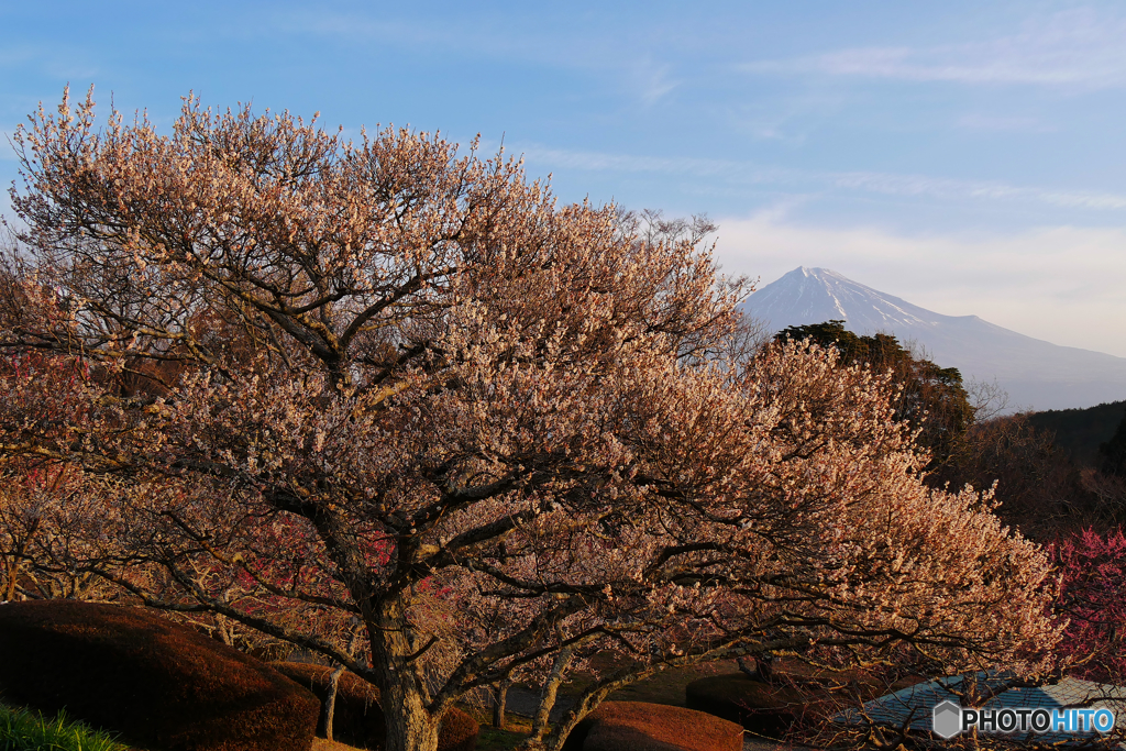 岩本山公園の梅　と富士山